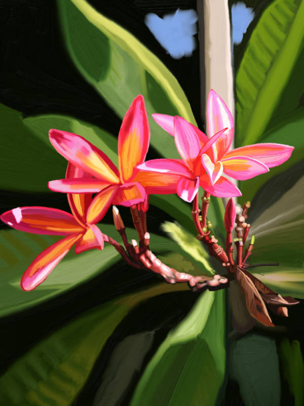 Red plumeria painting